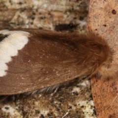 Euproctis baliolalis (Browntail Gum Moth) at Paddys River, ACT - 12 Mar 2021 by kasiaaus