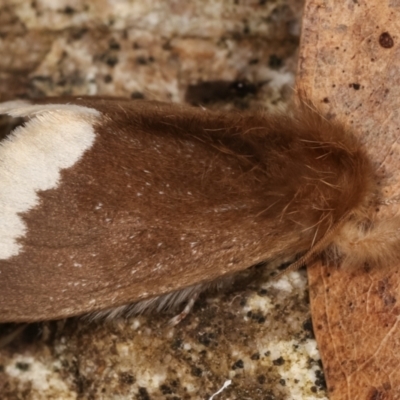 Euproctis baliolalis (Browntail Gum Moth) at Tidbinbilla Nature Reserve - 12 Mar 2021 by kasiaaus