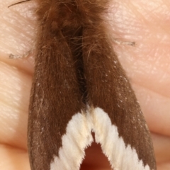 Euproctis baliolalis at Paddys River, ACT - 12 Mar 2021