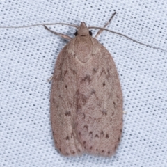 Garrha repandula (a Concealer Moth) at Tidbinbilla Nature Reserve - 12 Mar 2021 by kasiaaus