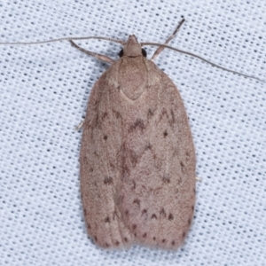 Garrha repandula at Paddys River, ACT - 12 Mar 2021