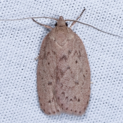 Garrha repandula (a Concealer Moth) at Paddys River, ACT - 12 Mar 2021 by kasiaaus
