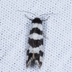 Lepidoscia characota (A Case moth (Psychidae) at Paddys River, ACT - 12 Mar 2021 by kasiaaus