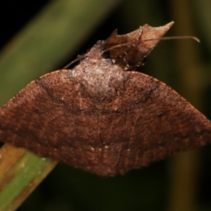 Casbia tetramera at Paddys River, ACT - 12 Mar 2021