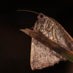 Casbia tetramera at Paddys River, ACT - 12 Mar 2021