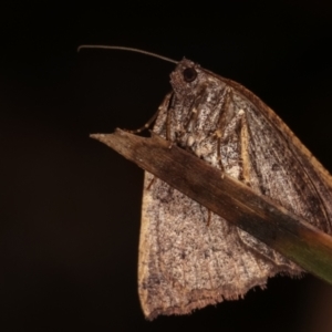 Casbia tetramera at Paddys River, ACT - 12 Mar 2021