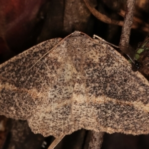 Casbia tetramera at Paddys River, ACT - 12 Mar 2021