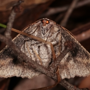 Casbia tetramera at Paddys River, ACT - 12 Mar 2021