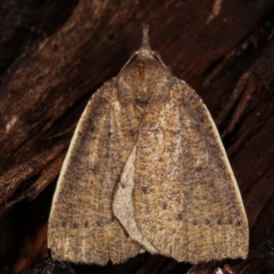 Authaemon stenonipha at Paddys River, ACT - 12 Mar 2021