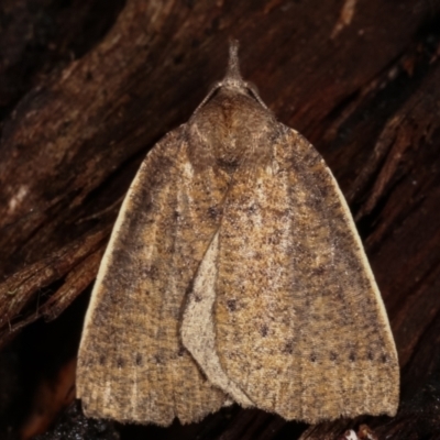 Authaemon stenonipha (Pale-bordered Cape-moth) at Paddys River, ACT - 12 Mar 2021 by kasiaaus