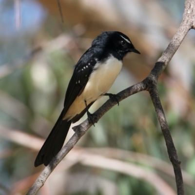 Rhipidura leucophrys (Willie Wagtail) at Hovell Tree Park - 14 Mar 2021 by PaulF