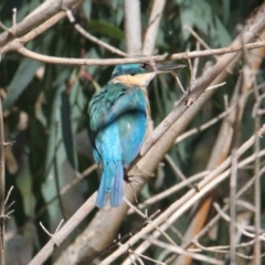 Todiramphus sanctus (Sacred Kingfisher) at Albury - 15 Mar 2021 by PaulF