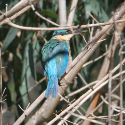 Todiramphus sanctus (Sacred Kingfisher) at Albury - 14 Mar 2021 by PaulF