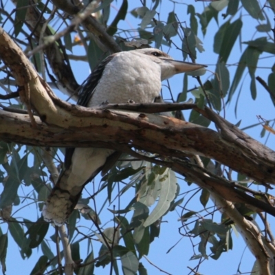 Dacelo novaeguineae (Laughing Kookaburra) at Albury, NSW - 14 Mar 2021 by PaulF