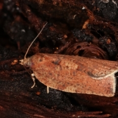 Epiphyas postvittana (Light Brown Apple Moth) at Tidbinbilla Nature Reserve - 12 Mar 2021 by kasiaaus