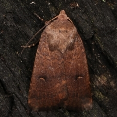 Proteuxoa hypochalchis (Black-bar Noctuid) at Tidbinbilla Nature Reserve - 12 Mar 2021 by kasiaaus