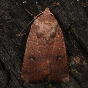 Proteuxoa hypochalchis at Paddys River, ACT - 12 Mar 2021