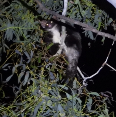 Petauroides volans (Southern Greater Glider) at Wodonga - 14 Mar 2021 by WingsToWander