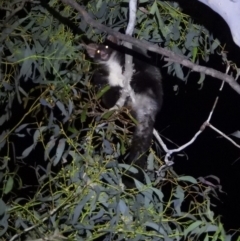 Petauroides volans at Baranduda Regional Park - 14 Mar 2021 08:41 PM