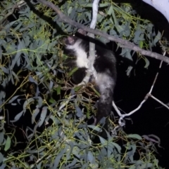Petauroides volans at Baranduda Regional Park - 14 Mar 2021 08:41 PM