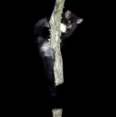 Petauroides volans (Southern Greater Glider) at Baranduda Regional Park - 14 Mar 2021 by WingsToWander