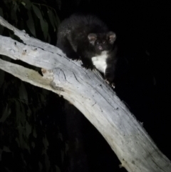 Petauroides volans (Greater Glider) at Wodonga - 14 Mar 2021 by WingsToWander