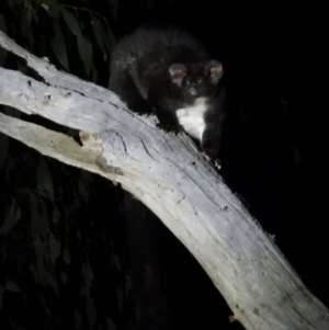 Petauroides volans at Baranduda Regional Park - 14 Mar 2021 09:26 PM