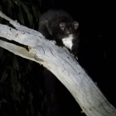 Petauroides volans (Greater Glider) at Leneva, VIC - 14 Mar 2021 by WingsToWander