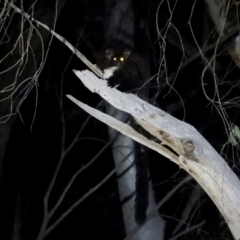 Petauroides volans at Baranduda Regional Park - 14 Mar 2021 09:26 PM