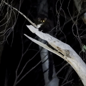 Petauroides volans at Baranduda Regional Park - 14 Mar 2021 09:26 PM