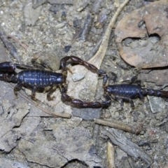 Cercophonius squama (Wood Scorpion) at Wodonga - 14 Mar 2021 by WingsToWander