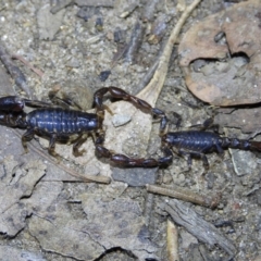 Cercophonius squama (Wood Scorpion) at Baranduda Regional Park - 14 Mar 2021 by WingsToWander