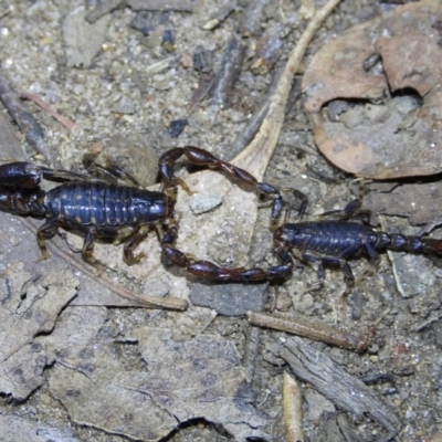 Cercophonius squama (Wood Scorpion) at Baranduda Regional Park - 14 Mar 2021 by WingsToWander