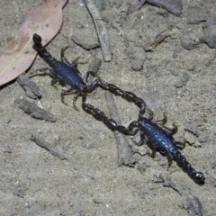 Cercophonius squama (Wood Scorpion) at Leneva, VIC - 14 Mar 2021 by WingsToWander
