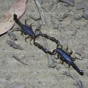 Cercophonius squama at Baranduda Regional Park - 14 Mar 2021 10:11 PM