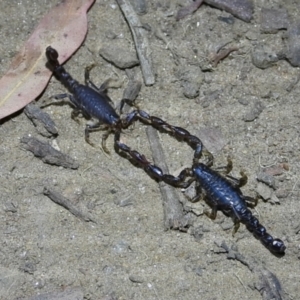 Cercophonius squama at Baranduda Regional Park - 14 Mar 2021