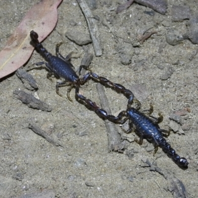 Cercophonius squama (Wood Scorpion) at Wodonga - 14 Mar 2021 by WingsToWander