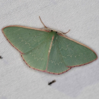 Chlorocoma undescribed species MoVsp3 (An Emerald moth) at Tidbinbilla Nature Reserve - 12 Mar 2021 by ibaird