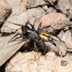 Zodariidae (family) (Unidentified Ant spider or Spotted ground spider) at Black Mountain - 16 Mar 2021 by Roger