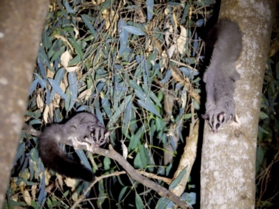 Petaurus norfolcensis (Squirrel Glider) at Bandiana, VIC - 15 Mar 2021 by WingsToWander