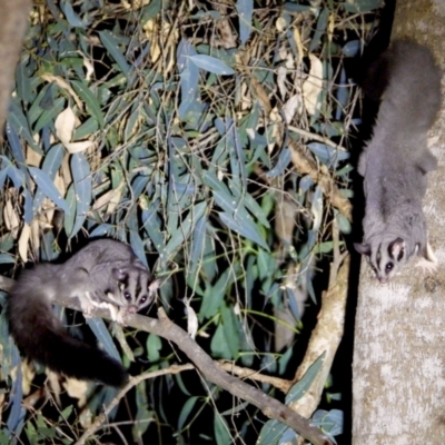 Petaurus norfolcensis (Squirrel Glider) at Wodonga - 15 Mar 2021 by WingsToWander