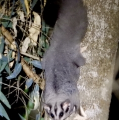 Petaurus norfolcensis at Bandiana, VIC - 15 Mar 2021 10:57 PM