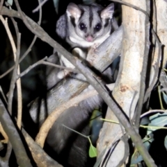 Petaurus norfolcensis (Squirrel Glider) at Bandiana, VIC - 15 Mar 2021 by WingsToWander