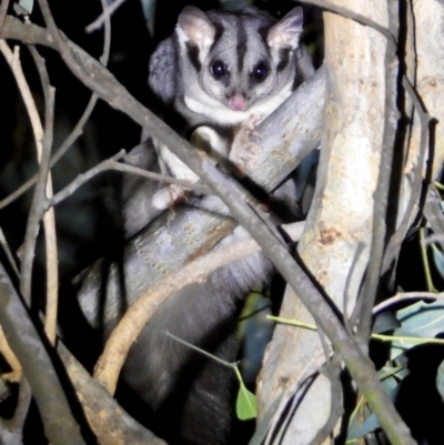 Petaurus norfolcensis (Squirrel Glider) at Wodonga Regional Park - 15 Mar 2021 by WingsToWander