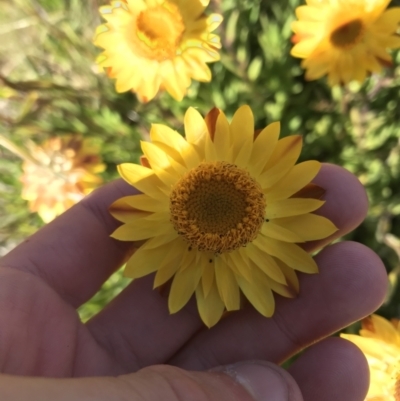 Xerochrysum subundulatum (Alpine Everlasting) at Namadgi National Park - 6 Mar 2021 by Tapirlord