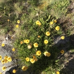 Xerochrysum subundulatum at Cotter River, ACT - 7 Mar 2021 09:42 AM