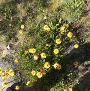 Xerochrysum subundulatum at Cotter River, ACT - 7 Mar 2021 09:42 AM