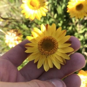 Xerochrysum subundulatum at Cotter River, ACT - 7 Mar 2021 09:42 AM