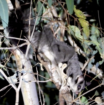 Petaurus norfolcensis (Squirrel Glider) at Wodonga Regional Park - 15 Mar 2021 by WingsToWander