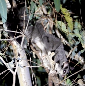 Petaurus norfolcensis at Wodonga Regional Park - 15 Mar 2021